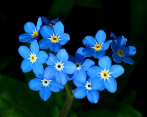 myosotis